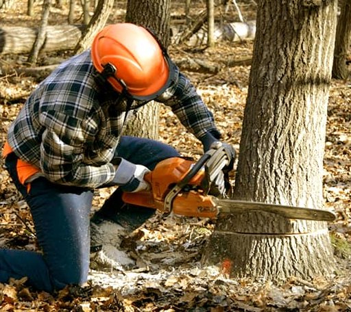 Tree Removal in Carrier Mills, IL